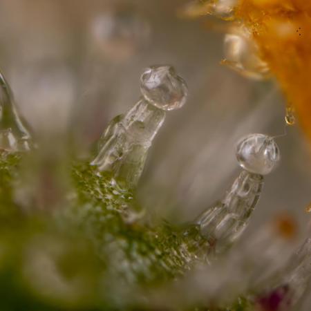 Tangerine Dream  Auto - Zamnesia x B&B