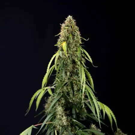 Trainwreck Auto 1 // Zamnesia x B&B