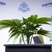 L.A. KUSH Cake #2 - Zamnesia x B&B