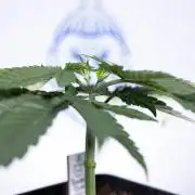 Power Plant - Zamnesia & B&B