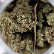Tropicana Cookies #2 - Zamnesia x B&B