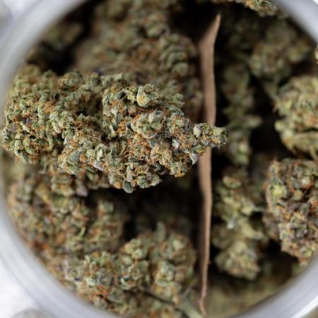 Tropicana Cookies #2 - Zamnesia x B&B