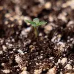 Georgia Pie - Zamnesia x B&B