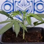 Lemon Cherry Gelato #2 - Zamnesia x B&B