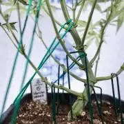 Monster Dwarf II Auto - Zamnesia x B&B