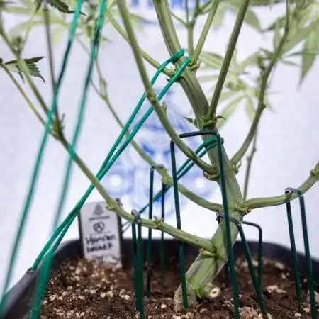 Monster Dwarf II Auto - Zamnesia x B&B