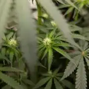 Classic Skunk 🌱  - Zamnesia x B&B