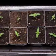 Sativa Fiesta 🤸 - Zamnesia x B&B