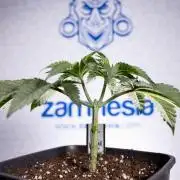 Nectar Drip 1 - Zamnesia X Tical