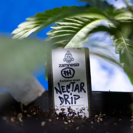 Nectar Drip x5 - Zamnesia X Tical