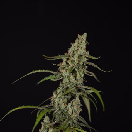 Fruit Punch Auto 1 // Zamnesia x B&B