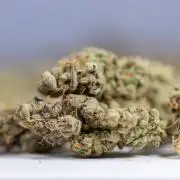 Georgia Pie #2 - Zamnesia x B&B