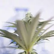 Georgia Pie #3 - Zamnesia x B&B