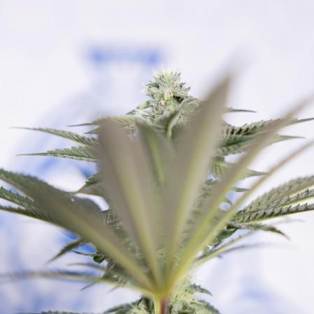 Georgia Pie #3 - Zamnesia x B&B