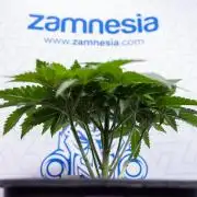 Nectar Drip #4 - Zamnesia x Tical x B&B