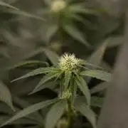 Blue Widow 🕷️  - Zamnesia x B&B