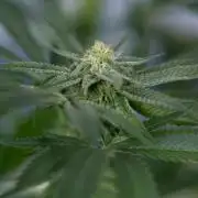 Lemon Cherry Gelato #2 - Zamnesia x B&B