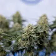 Grape Ape 🍇 F1 Auto - Xamnesia x B&B