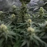 Super Boof - Zamnesia x B&B