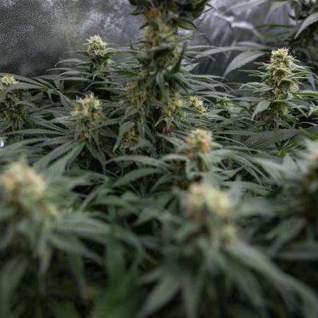 Super Boof - Zamnesia x B&B