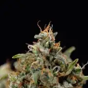 Mimosa 🌾 Auto - Zamnesia x B&B
