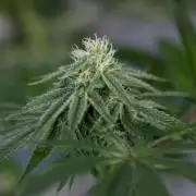 Nectar Drip #4 - Zamnesia x Tical x B&B