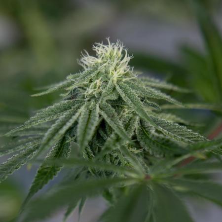 Nectar Drip #4 - Zamnesia x Tical x B&B