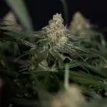 Blue Dream 1 // Zamnesia x B&B