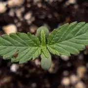 Sticky Broccoli - Zamnesia x B&B