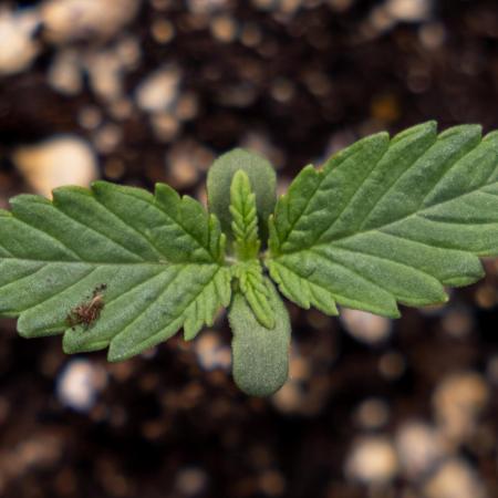 Sticky Broccoli - Zamnesia x B&B