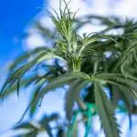 Karen Kush Auto II - Zamnesia x B&B