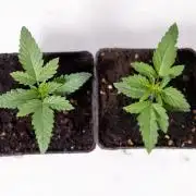 Forbidden Fruit 🏵️ - Zamnesia x B&B