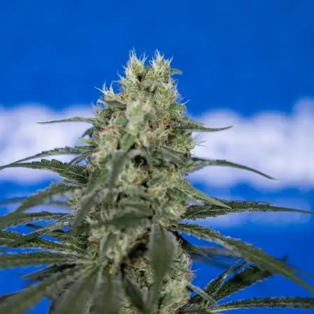 Blue Dream 1 // Zamnesia x B&B