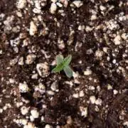 L.A. KUSH Cake 2 - Zamnesia x B&B