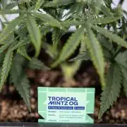 Tropical Mintz 🌴 OG F1 Auto - Zamnesia