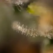 Godfather OG ✞ Auto - Zamnesia x B&B