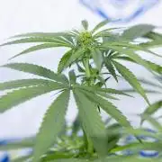 Power Plant - Zamnesia & B&B