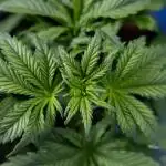 Monster Dwarf I Auto - Zamnesia x B&B