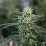 Tangerine Dream  Auto - Zamnesia x B&B