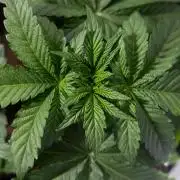 Nectar Drip #4 - Zamnesia x Tical x B&B