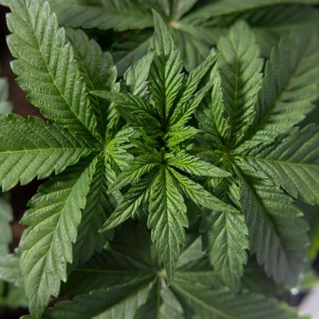 Nectar Drip #4 - Zamnesia x Tical x B&B