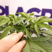 L.A. KUSH Cake #1 - Zamnesia x B&B