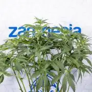 Chocolope 🍫 Auto - Zamnesia x B&B