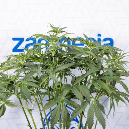 Chocolope 🍫 Auto - Zamnesia x B&B