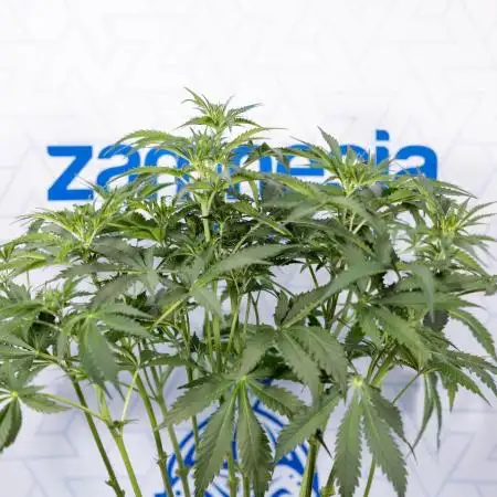 Chocolope 🍫 Auto - Zamnesia x B&B