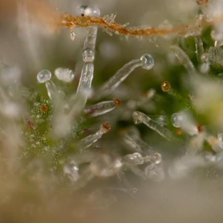 Critical Cheese Auto #2 - Zamnesia x B&B