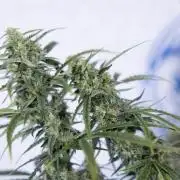 Karen Kush Auto #2 - Zamnesia x B&B