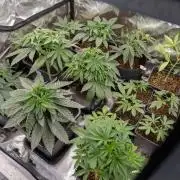 Forbidden Fruit 🏵️ - Zamnesia x B&B