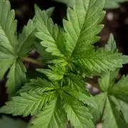 Permanent Marker - Zamnesia x B&B