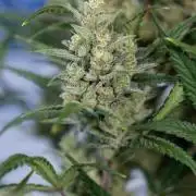 Monster Dwarf #2 Auto - Zamnesia x B&B